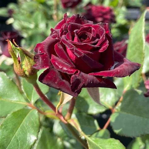 baccara rosen|baccara rose versand.